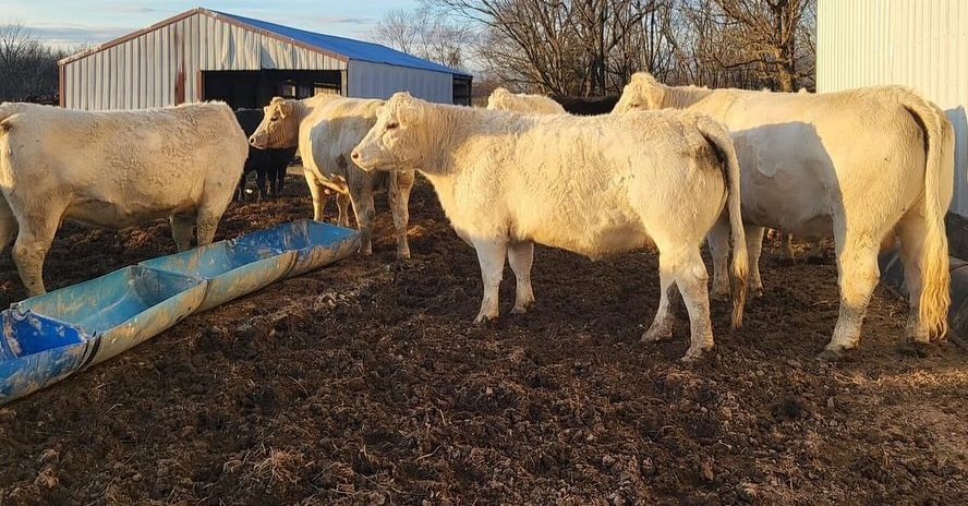 Charolais open/Bred Heifers, Bulls & calves for sale